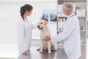 Курс Ветеринарная рентгенология от А до Я